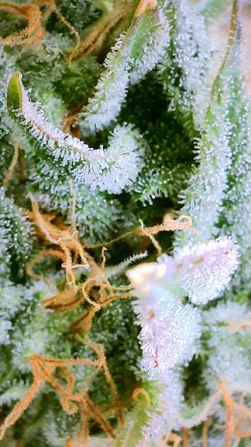 Close Up
